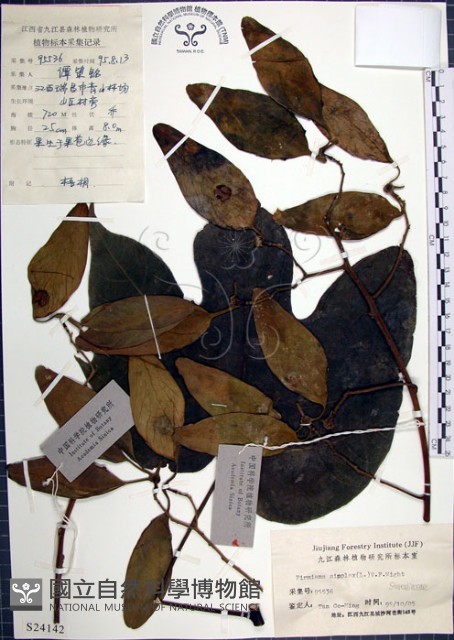 梧桐藏品圖，第1張