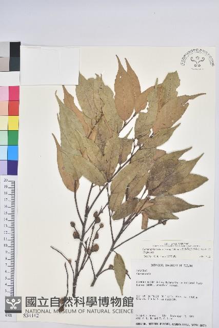 長尾栲、長尾柯、長尾尖葉櫧藏品圖，第1張