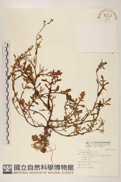 矮菊藏品圖，第1張