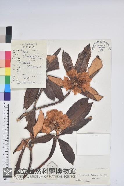 櫟葉杜鵑藏品圖，第1張