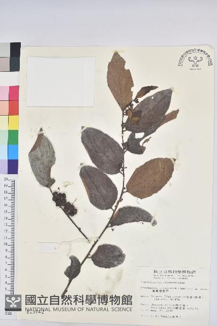 錫蘭饅頭果，香港饅頭果，大葉饅頭果，香港算盤子藏品圖，第1張