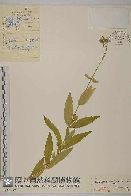 寄奴花藏品圖，第1張