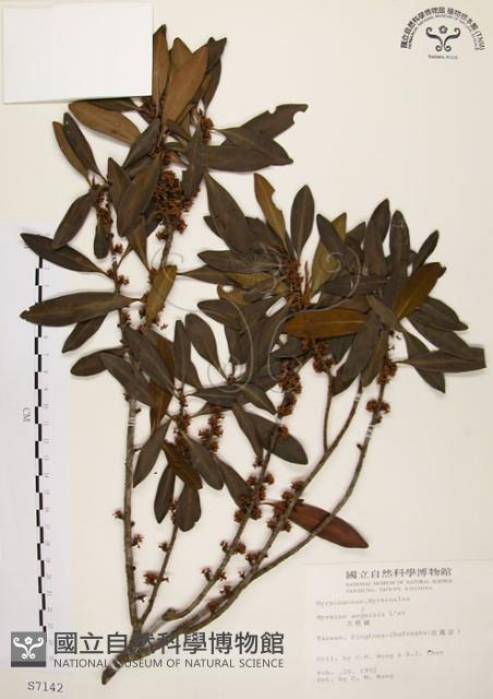 大明橘藏品圖，第1張