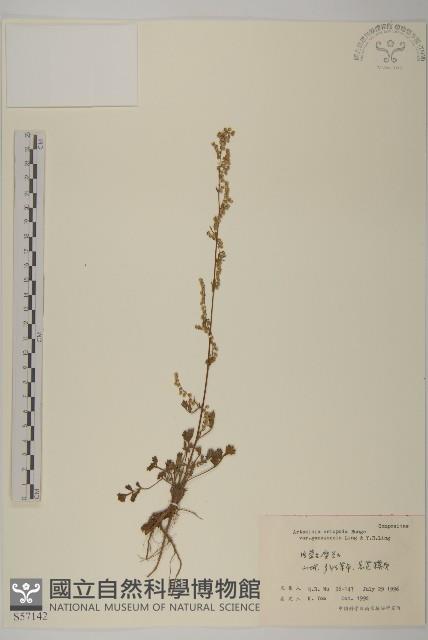 甘肅南牡蒿藏品圖，第1張