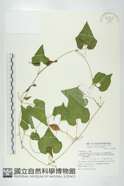 瓣瓜藏品圖，第1張