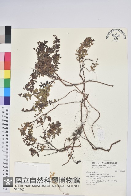 高山白珠樹藏品圖，第1張