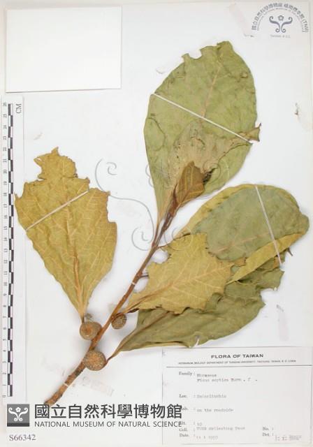 大冇榕、稜果榕藏品圖，第1張