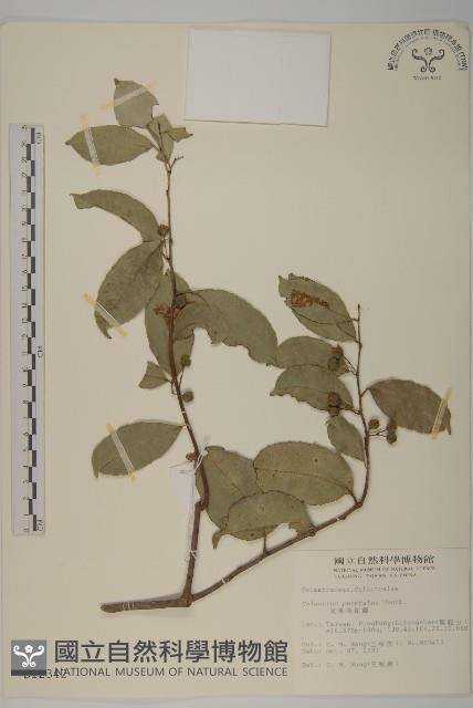 光果南蛇藤藏品圖，第1張