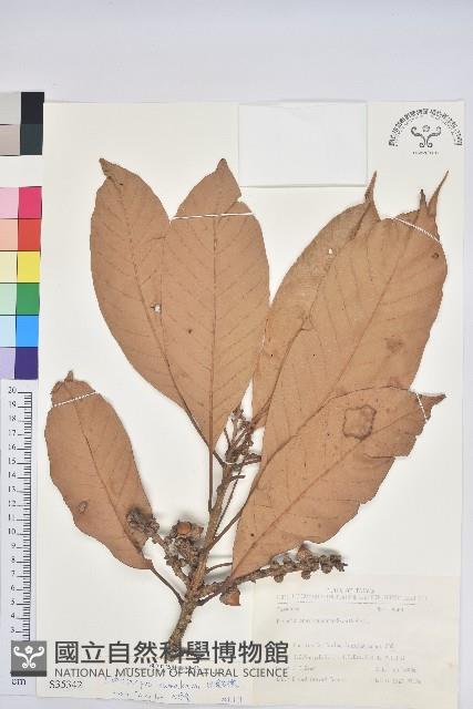 大葉石櫟藏品圖，第1張