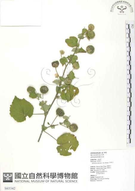 冬葵子藏品圖，第1張