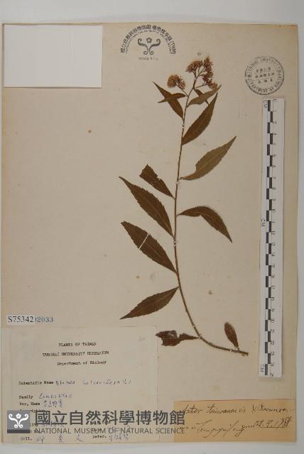 臺灣馬蘭藏品圖，第1張