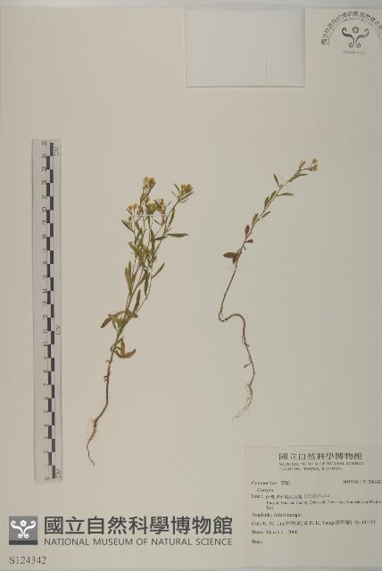 登錄號:S124342藏品圖，第1張