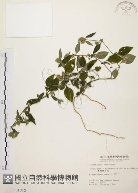 臺灣鱗球花藏品圖，第1張