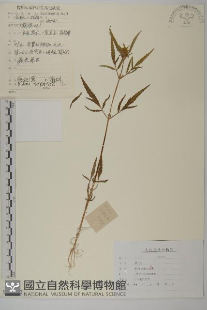 狼把草藏品圖，第1張