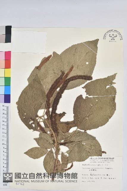 花蓮鐵莧、臺東鐵莧藏品圖，第1張