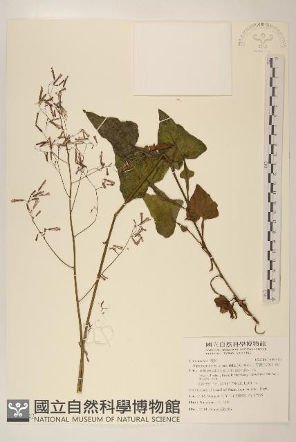 山苦藚、假福王草藏品圖，第1張