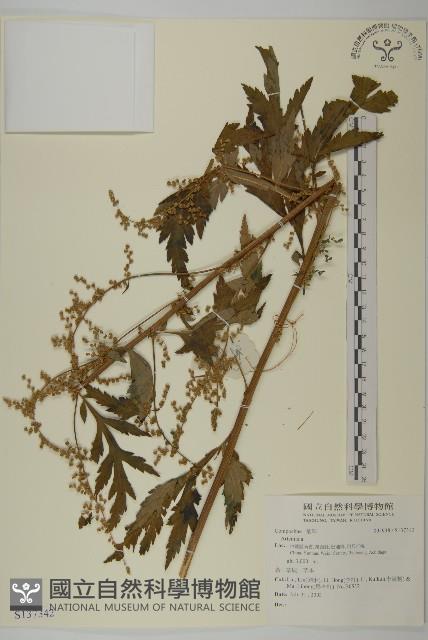 登錄號:S137342藏品圖，第1張