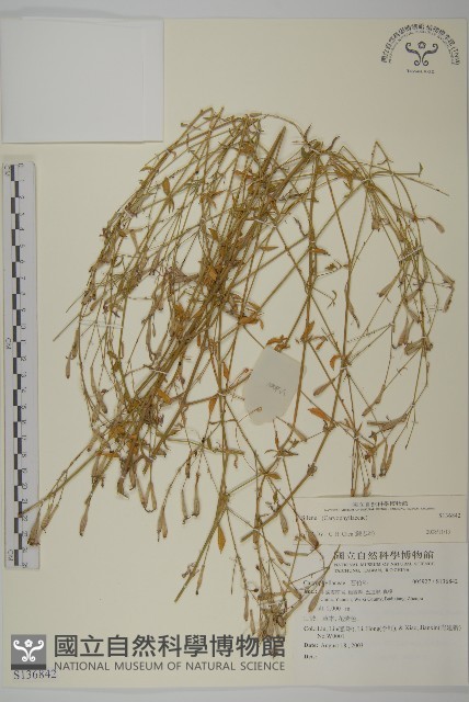 登錄號:S136842藏品圖，第1張