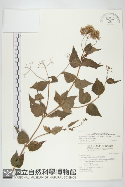 田代氏澤蘭藏品圖，第1張