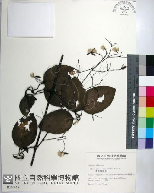 厚葉鐵線蓮藏品圖，第1張