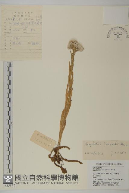 Accession Number:S035842 Collection Image, Figure 1, Total 3 Figures