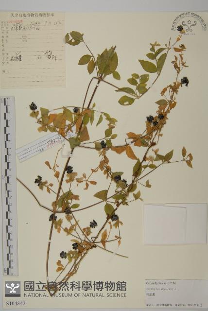 狗筋蔓藏品圖，第1張