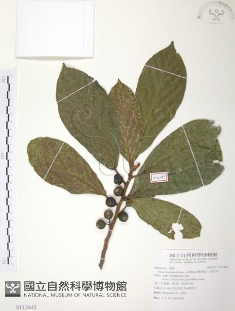 豬母乳、水同木藏品圖，第1張