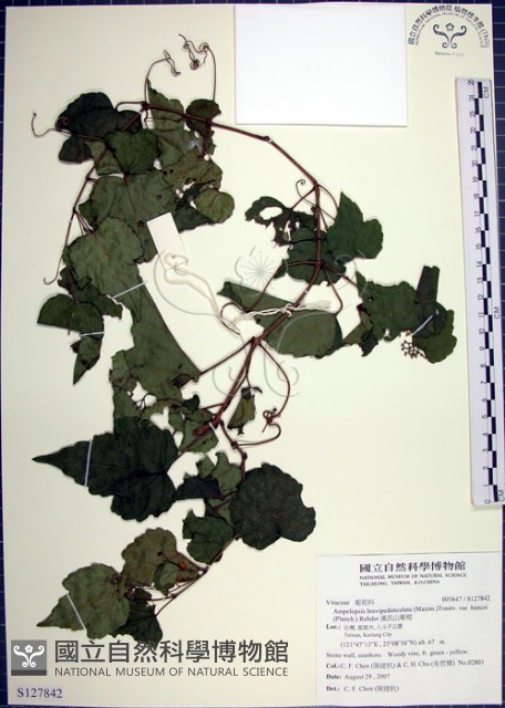 漢氏山葡萄藏品圖，第1張