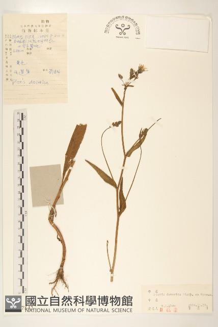 興安毛蓮菜藏品圖，第1張