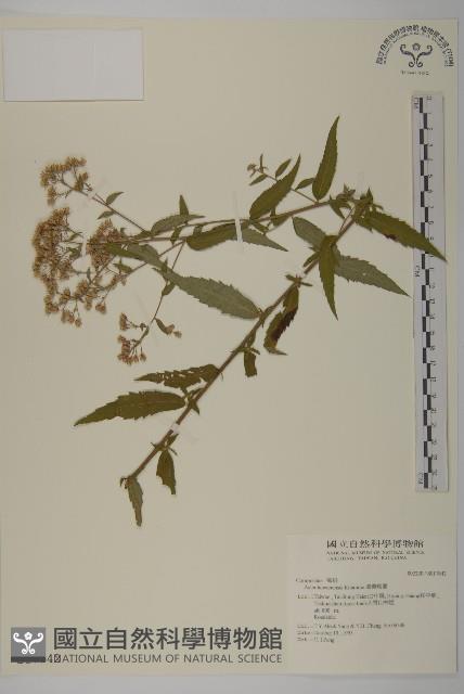 臺灣馬蘭藏品圖，第1張