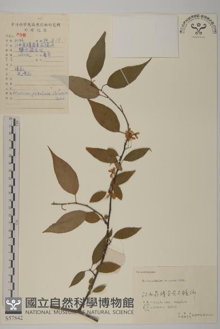 永瓣藤藏品圖，第1張