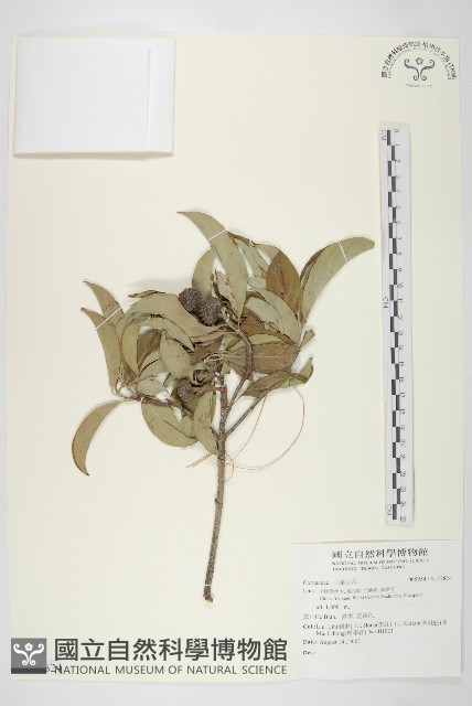 滇黃芩藏品圖，第1張