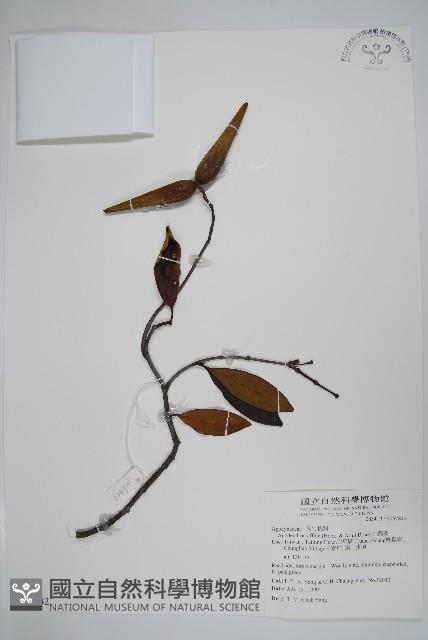 小錦蘭藏品圖，第1張