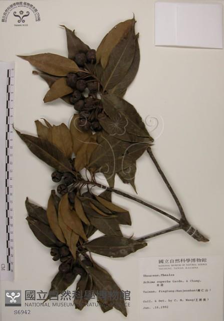 木荷藏品圖，第1張