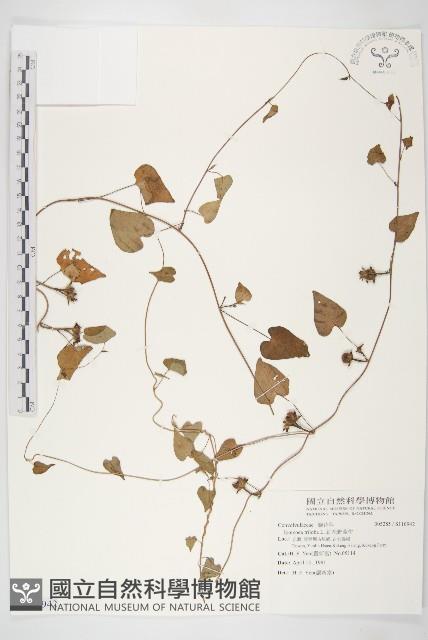 紅花野牽牛藏品圖，第1張