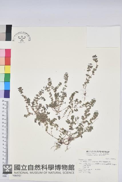 伏生大戟藏品圖，第1張