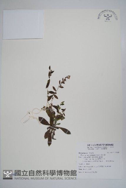 盾果草藏品圖，第1張