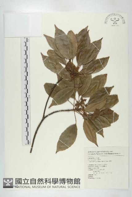 薯豆藏品圖，第1張