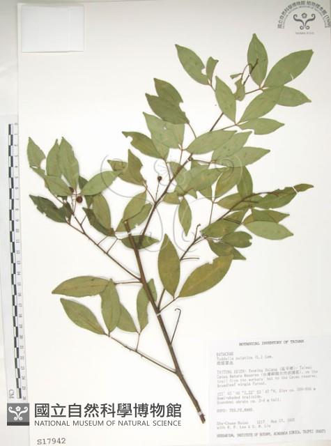 飛龍掌血藏品圖，第1張