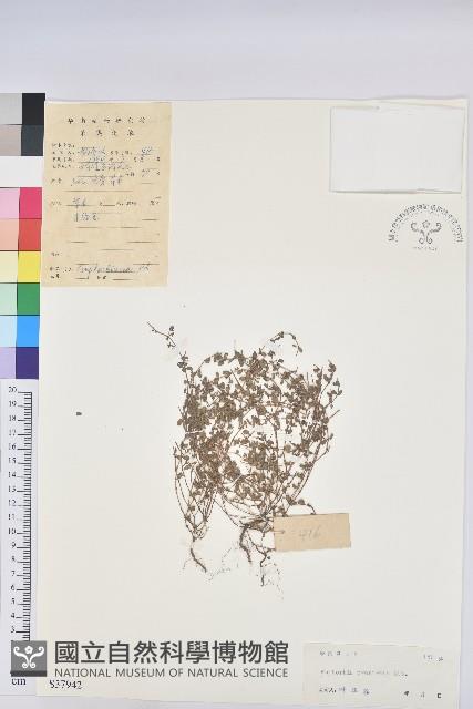 伏生大戢藏品圖，第1張