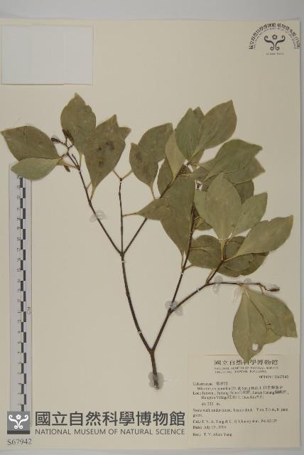 日本賽衛矛、日本假衛矛藏品圖，第1張