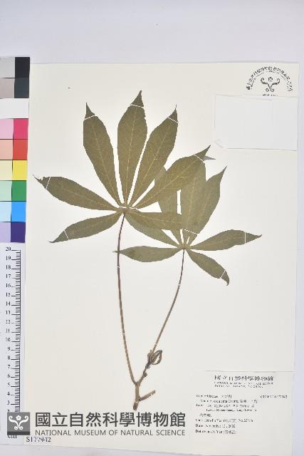 樹薯、木薯藏品圖，第1張