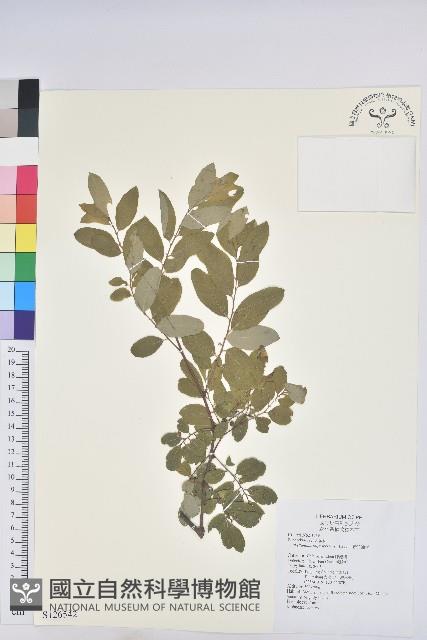 新竹油柑、新竹葉下珠藏品圖，第1張