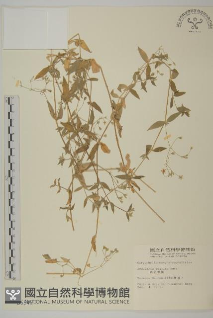 疏花繁縷藏品圖，第1張