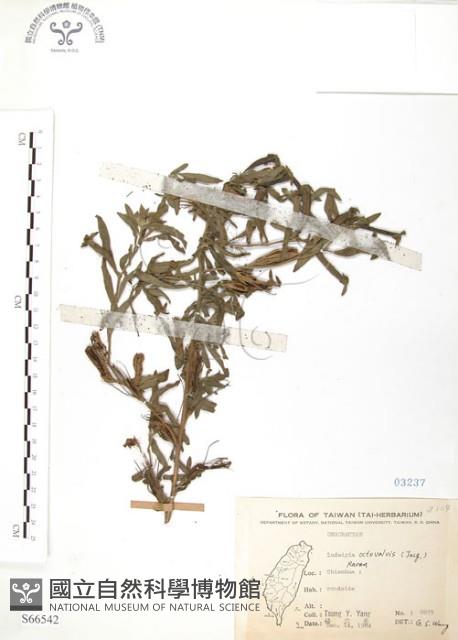 水丁香藏品圖，第1張