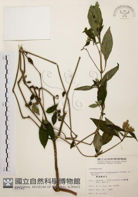 臺灣鱗球花藏品圖，第1張