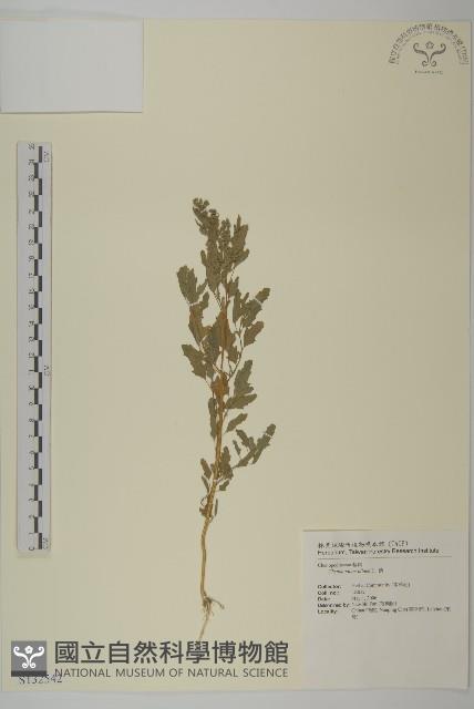 藜、灰藜藏品圖，第1張