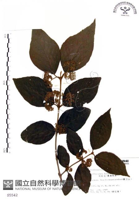 杜虹花，台灣紫珠藏品圖，第1張