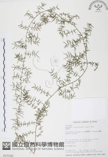 天門冬藏品圖，第1張