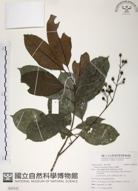 山香圓藏品圖，第1張